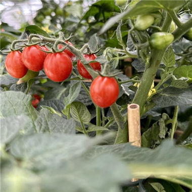 Pflanzen_Tomate.jpg