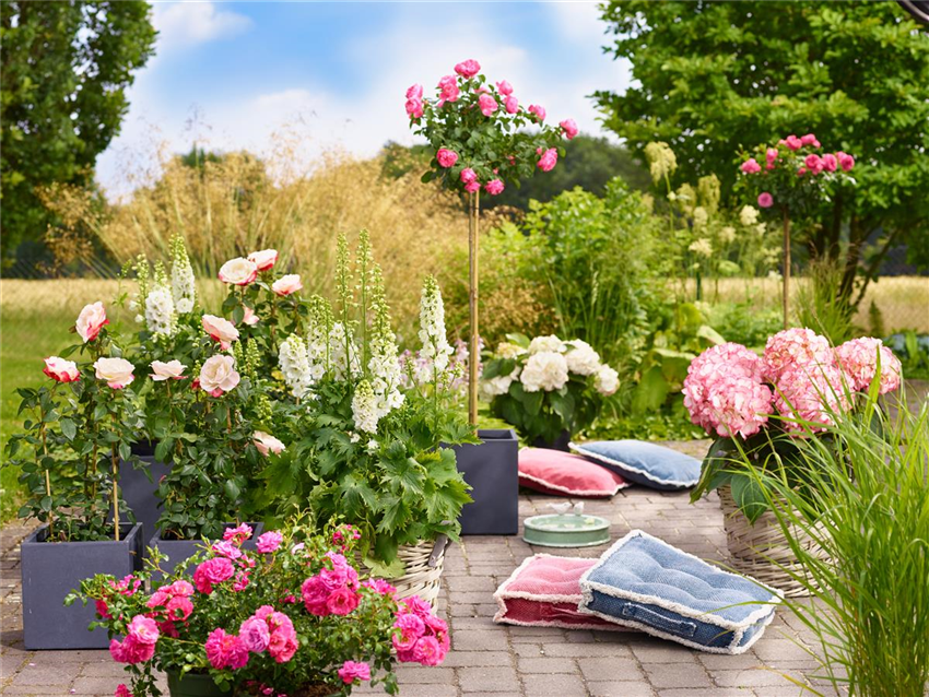 Blütenträume mit Rosen und Gartencenter Nickl - Hortensien