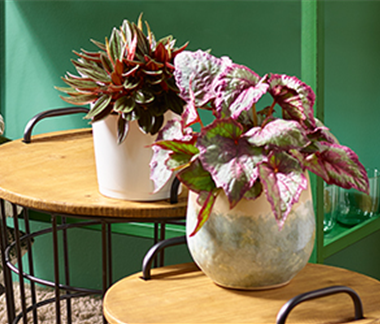 Wohnen mit Zimmerpflanzen