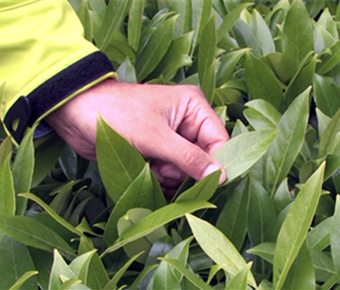 Mit Hecken gestalten