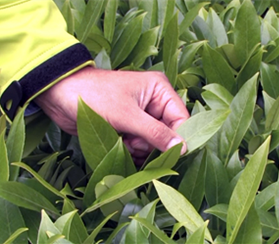 Mit Hecken gestalten