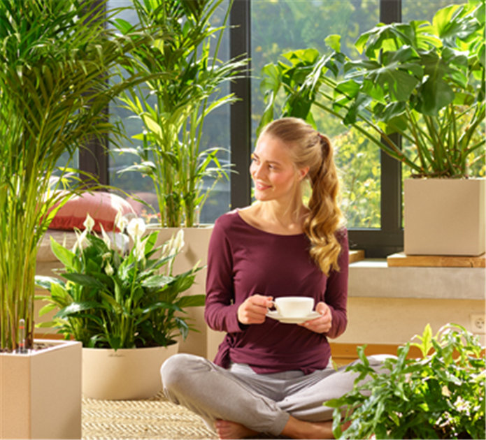 Luftverbesserer: Einfach tief durchatmen! - Gartencenter Nickl