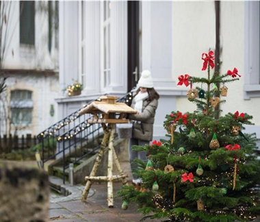 Immergrüne Outdoorstars 