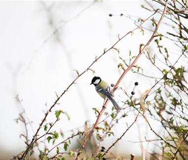 Allgemeine Gartenarbeit im Februar