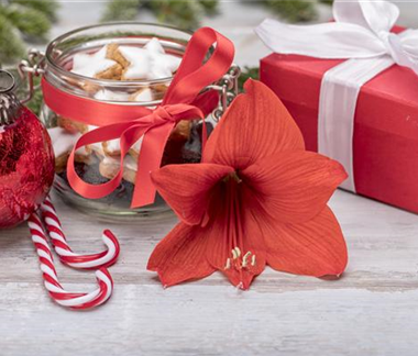 Zimmerpflanzen im Oktober