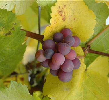 Gemüse-, Kräuter- und Obstgarten im Dezember Gemüse-, Kräuter- und Obstgarten im Dezember