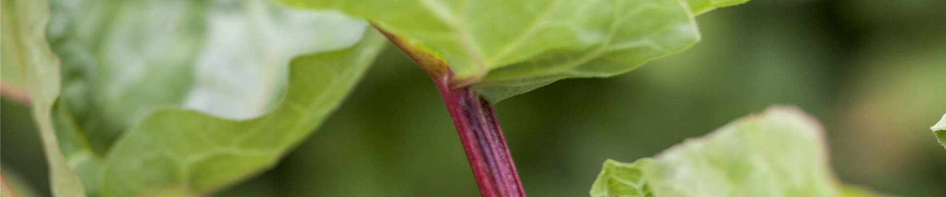 GS491783.jpg GS491783.jpg