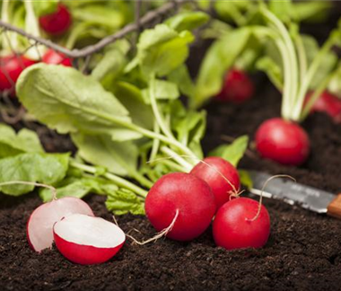 Gemüse-, Kräuter- und Obstgarten im Mai