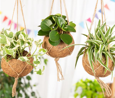 Moderne Frühjahres-Dekoration – Kokedama der Trend aus Japan