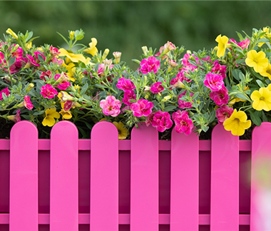 Balkonkästen bepflanzen 