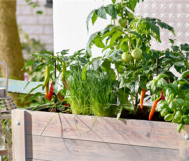 Bunter Gemüse- und Naschgarten 