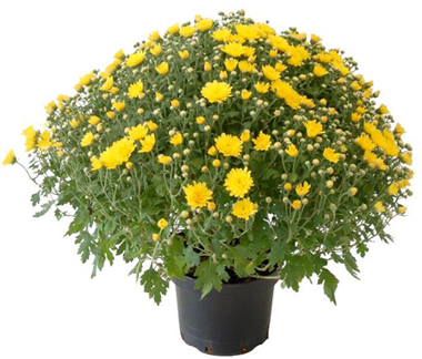 Chrysanthemen & Co.