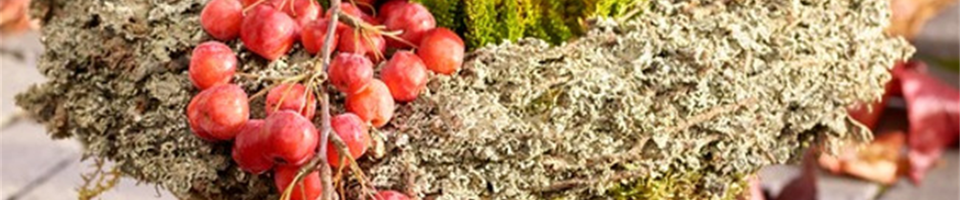 GS_Gräser_Heide-Korb_183801_BELLANDRIS_SAGAFLOR_AG_Web_unbekannt.jpg GS_Gräser_Heide-Korb_183801_BELLANDRIS_SAGAFLOR_AG_Web_unbekannt.jpg