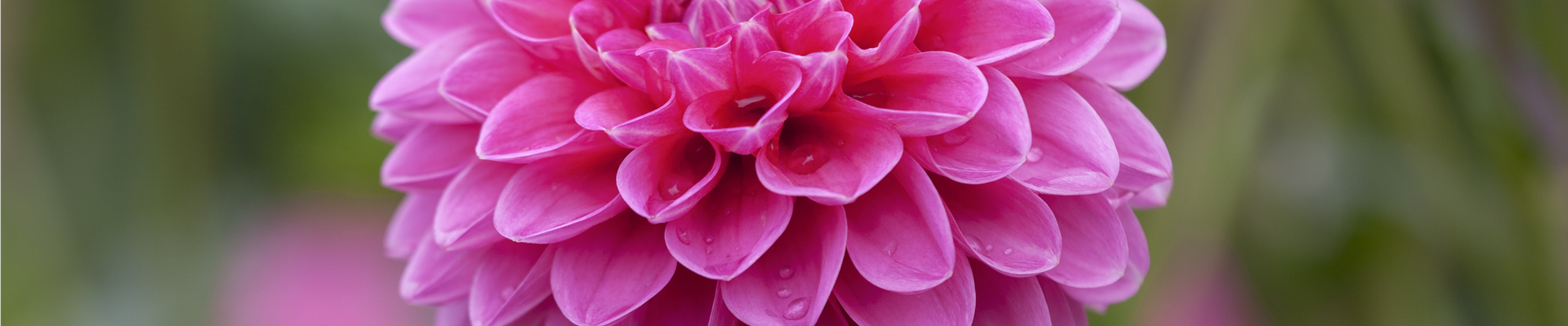 GS445047.jpg