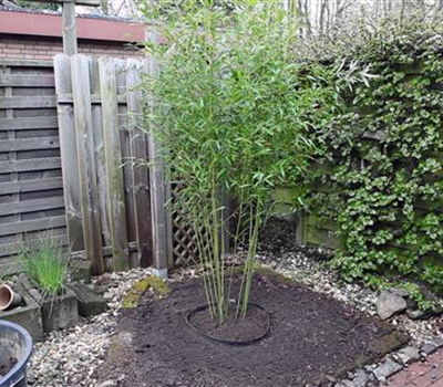 Bambus - Einpflanzen im Garten