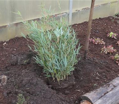 Fargesia - Einpflanzen im Garten