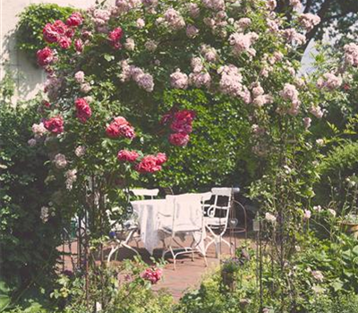 Sichtschutz für Ihren Garten