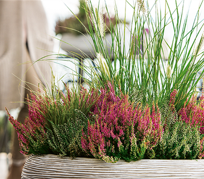 Gräser als Terrassenschmuck