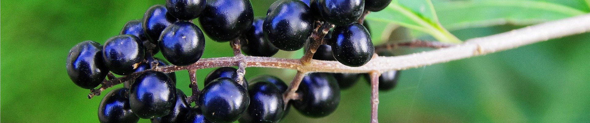 privet-2870581_1920.jpg