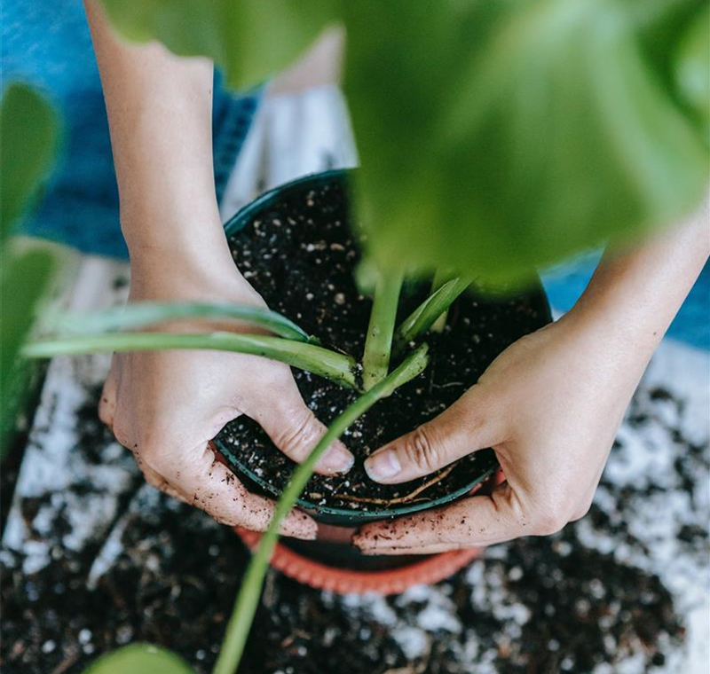 Pflanzendoktor   Pflanzendoktor