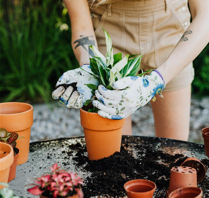 Pflanzservice  Pflanzservice