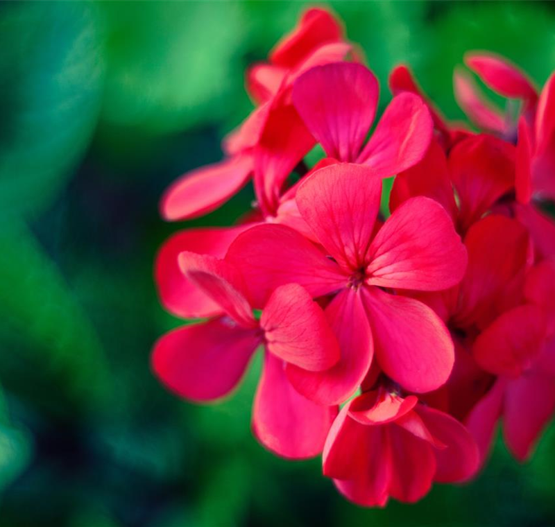 Beet & Balkon Beet & Balkon