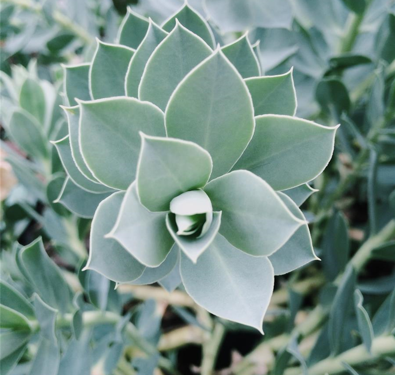 Zimmerpflanzen Zimmerpflanzen