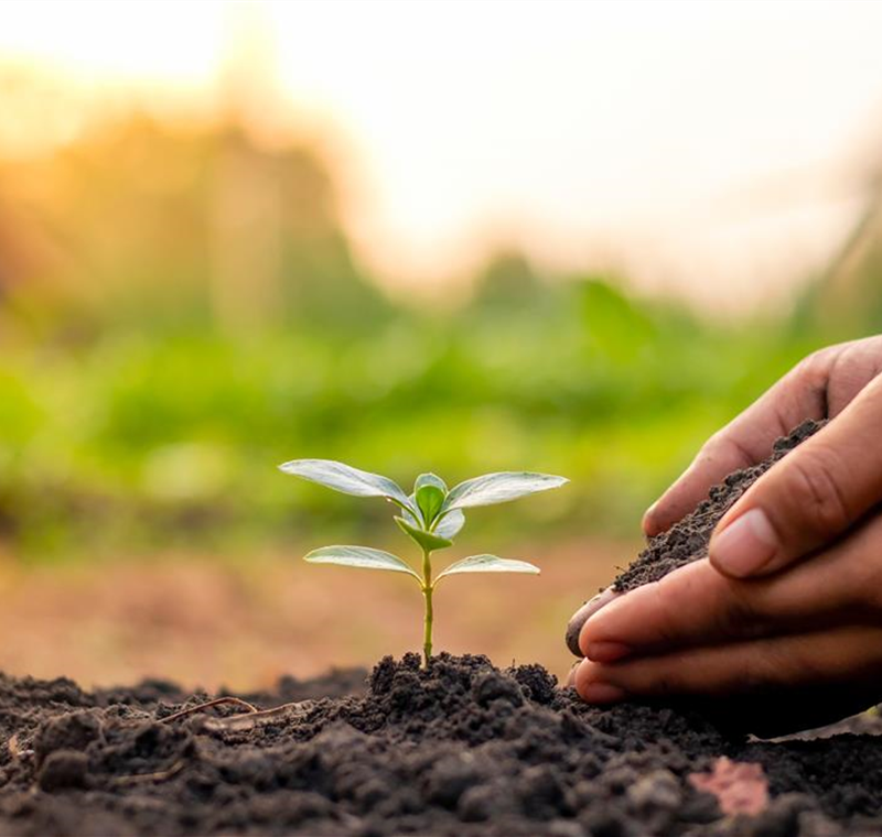 Pflanzenschutz & Dünger Pflanzenschutz & Dünger