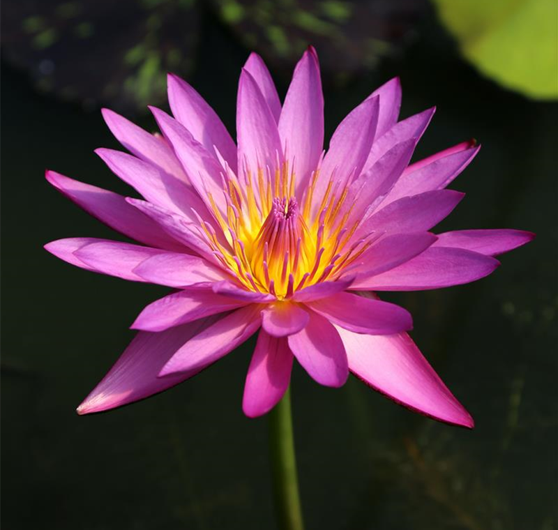 Wasser im Garten Wasser im Garten