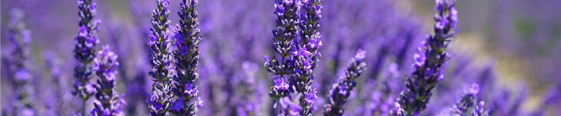 pexels-pixabay-207518.jpg