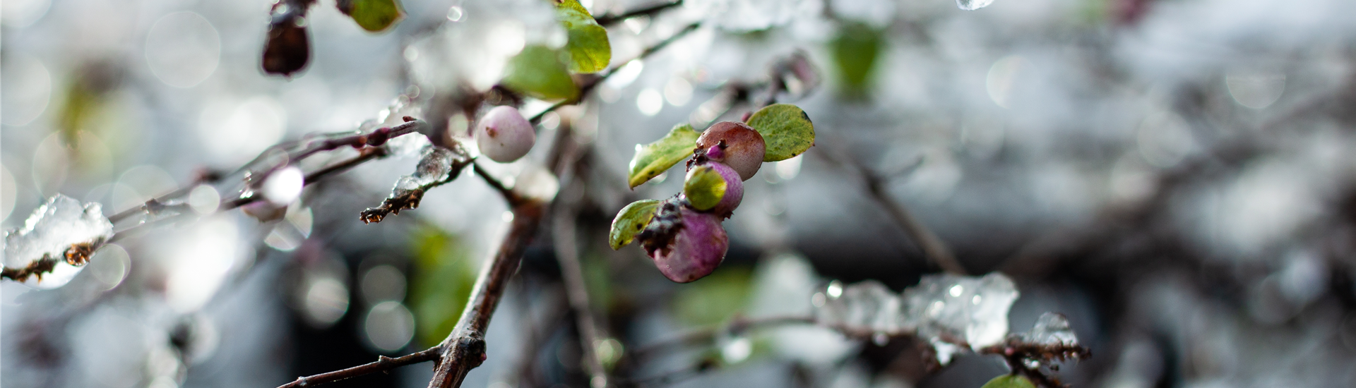 weicher-fokus-einiger-fruechte-und-blaetter-auf-einem-baum-mit-eis-im-winter.jpg