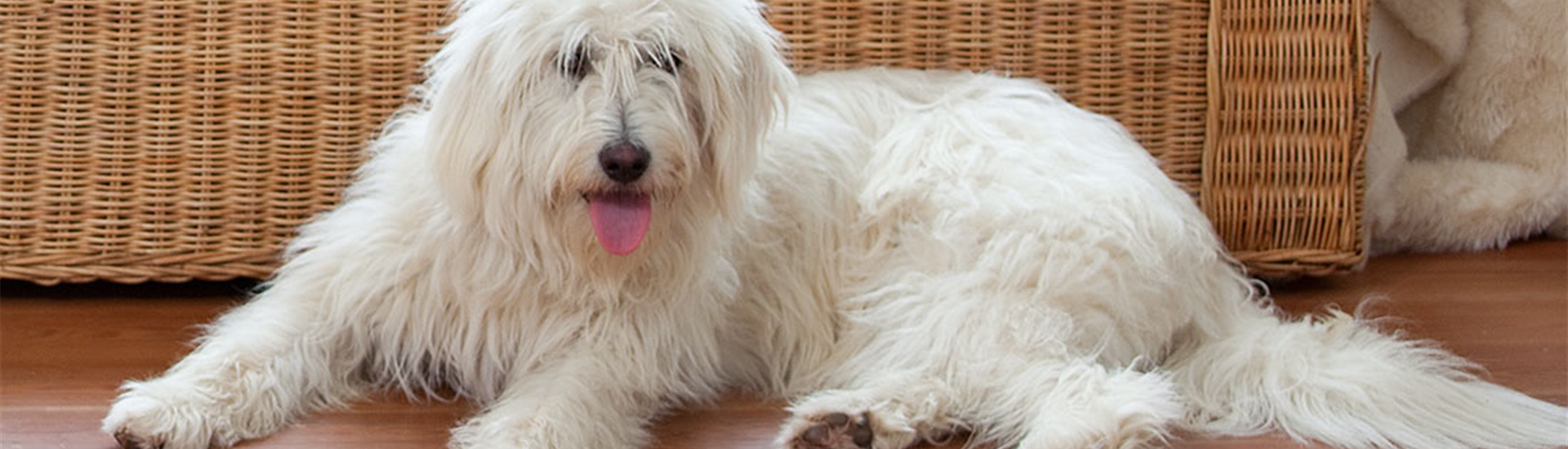 Jumbotron_Zoo_Hund.jpg Jumbotron_Zoo_Hund.jpg