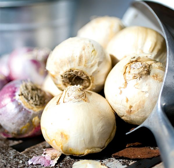 csm_Blumenzwiebeln_Schaufel_eb508597ac