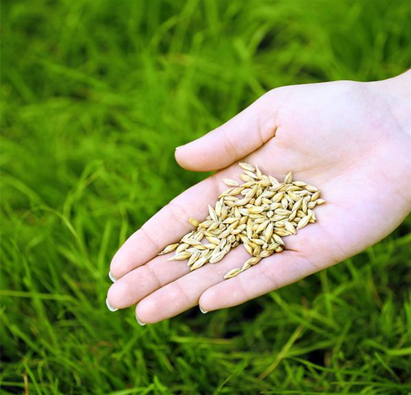 csm_Rasensaat_54e38b2ecc