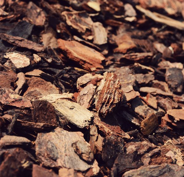 csm_Rinde_df847950fe