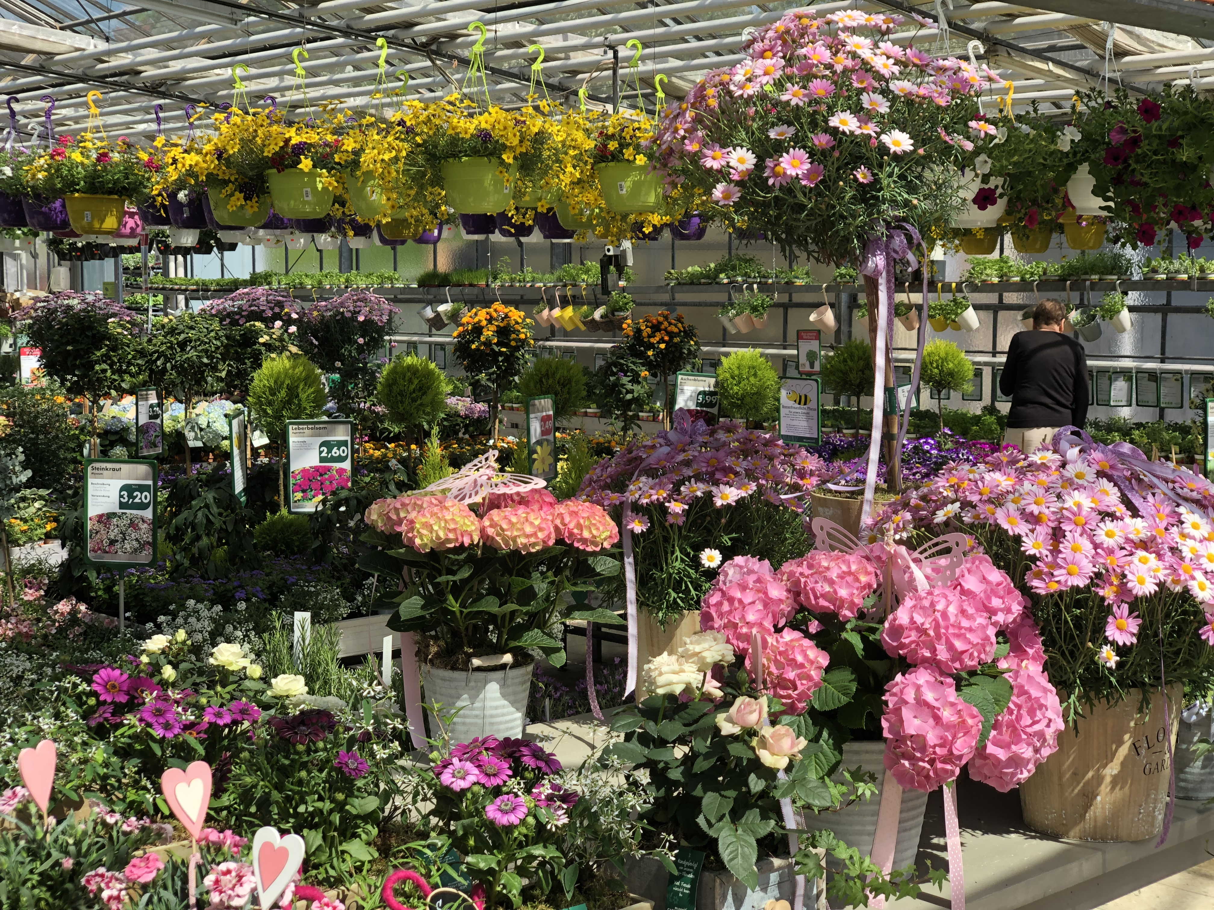 Beet_und_Balkon_Pflanzenwelt