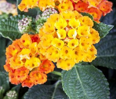 Duftende Blickfänger – Das Wandelröschen