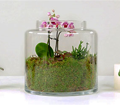 Orchideen-Terrarium