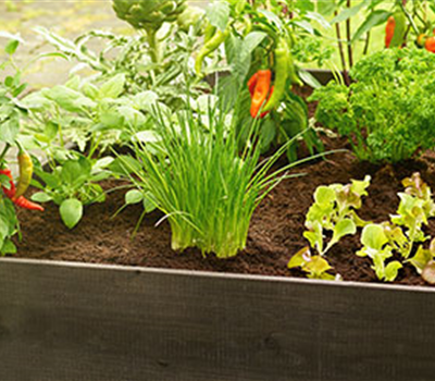 Gutes aus dem Hochbeet