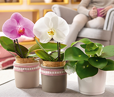 Zimmerpflanzen im Februar