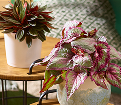 Zimmerpflanzen im November