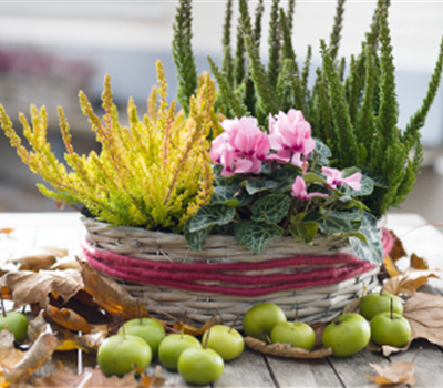 Terrasse & Balkon im November