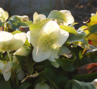 Ziergarten im Dezember Ziergarten im Dezember